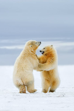 tulipnight:  Arctic Dance - Polar bear cubs