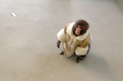 Wired:  Newsweek:  Oh, You Want More Monkeys Wearing Human Clothes? Ok, Fine.  All