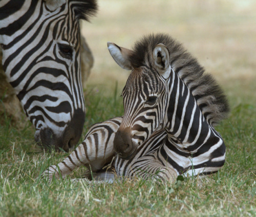 &ldquo; Lucky Zebra Born on Friday the 13th &rdquo; ☛ http://bit.ly/1H4qgBK Photography from the Zoo