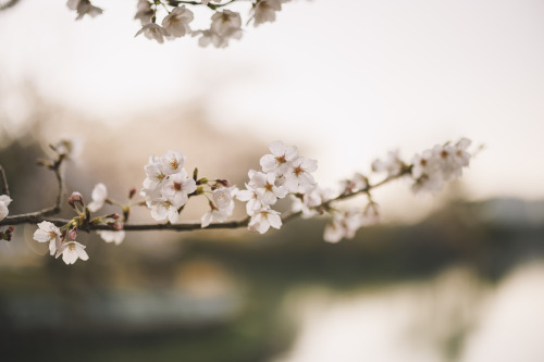 2022-04-02Spring, Cherry Blossom PicnicCanon EOS R3 + RF50mm f1.2LInstagram  |  hwantastic79vivid