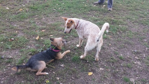 She made a frienddd :D (that cattle dog was the cutest and sweetest puppu and g-d help me I kind of 