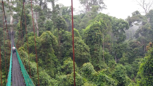the-brown-man:  The wife on the morning canopy walk. Danum Valley, Borneo.