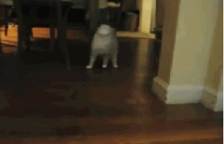gif-guy:  http://gif-guy.tumblr.com/ 