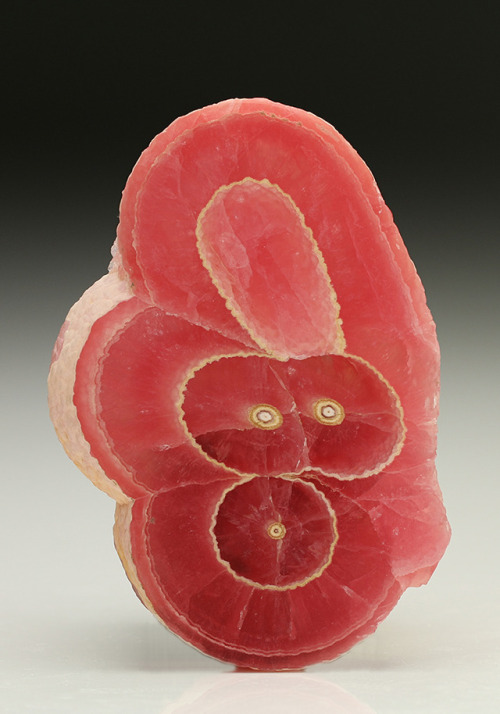 bijoux-et-mineraux:  Polished Rhodochrosite Stalactite slice - Capillitas Mine, Andalgala Dept, Catamarca, Argentina