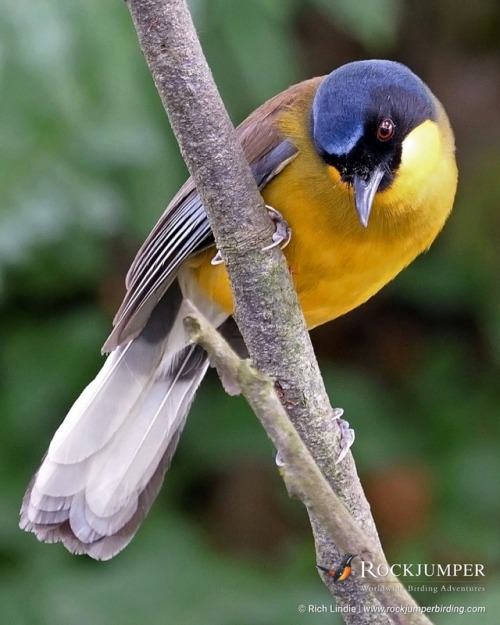 Photo of the Day – The Blue-crowned Laughingthrush (Garrulax courtoisi) is a Critically Endang