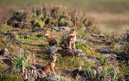 wolveswolves:    Ethiopian wolf pups (Canis simensis) by Burrard Lucas  