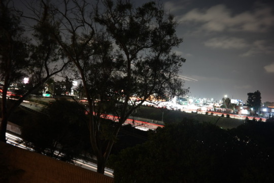 walkinonpebbles:       Meet me when the lights start to bloom! 