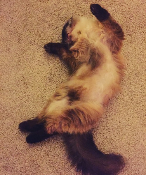 iamagiantprincess:Your morning Theodore. @mostlycatsmostly @cute-overload @meowsonmeows @catsofinsta