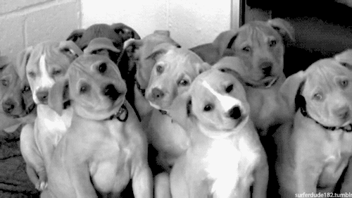 the-personal-quotes:  feeling sad? look at this baby animal blog!