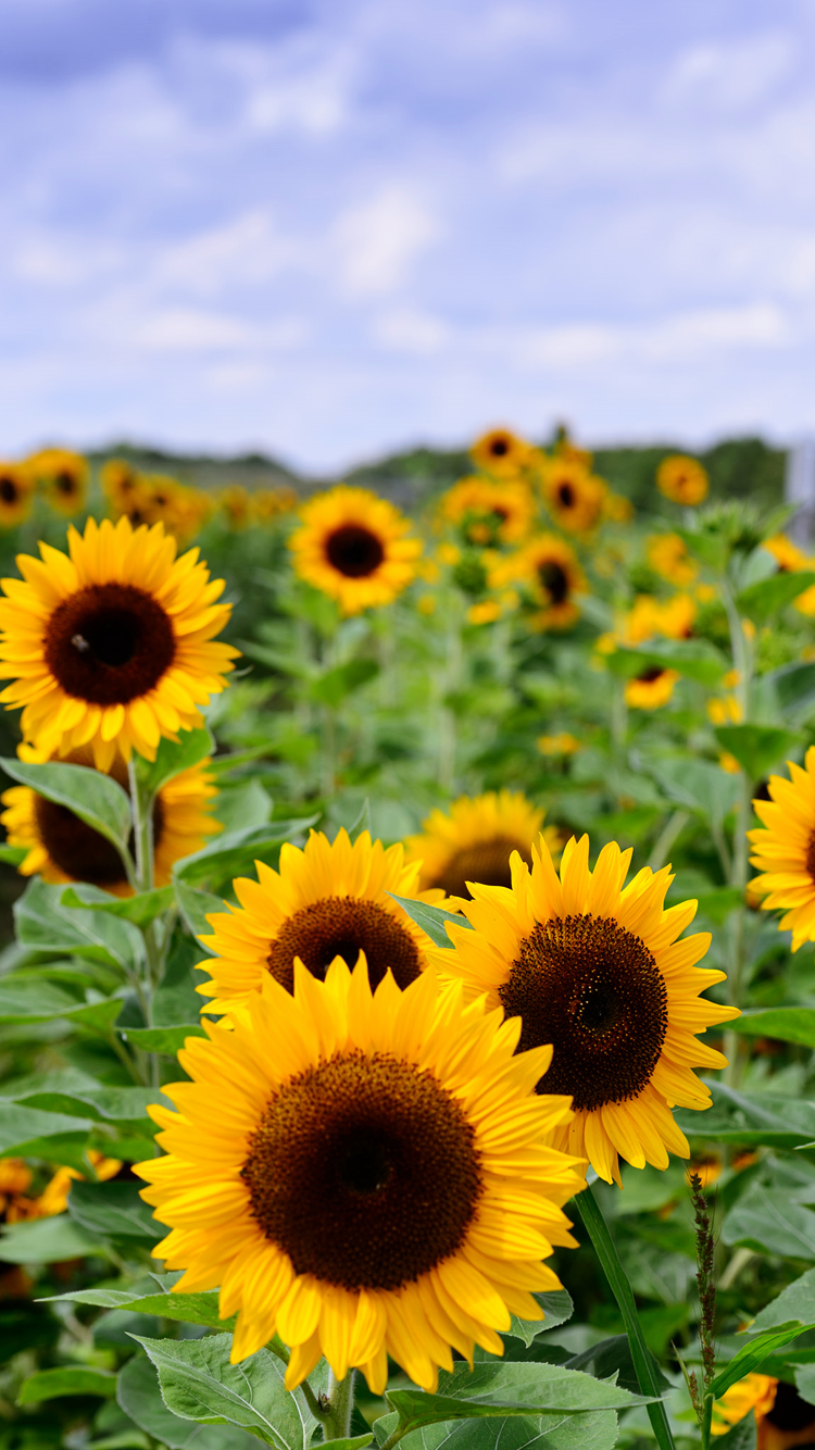 Sunflower Wallpapers 72 images