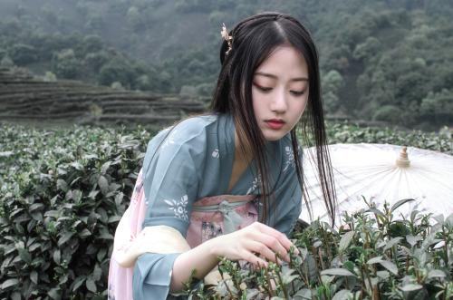 mingsonjia:『 茶 山 行 』一山千行绿，从古望到今。纵横阡陌间，唯有山茶在。by 雯子    出镜 没下巴君