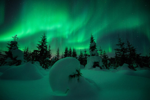 djferreira224: Forest Lights by Arild Heitmann Photography on Flickr.