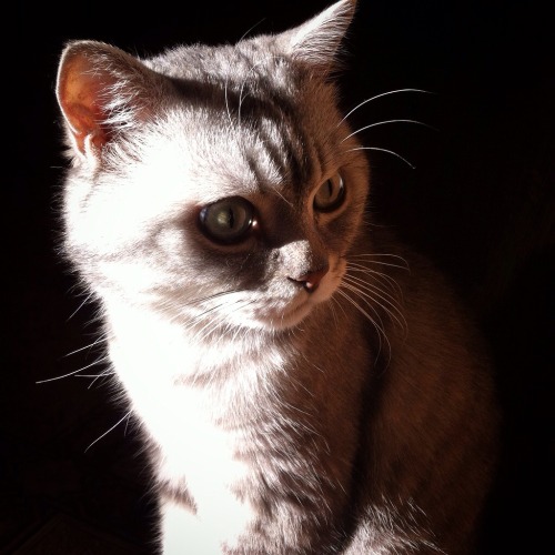 fuckyeahcats:Simosha. Russia