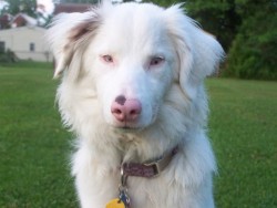 handsomedogs:  This is my Aussie, baby Keller.