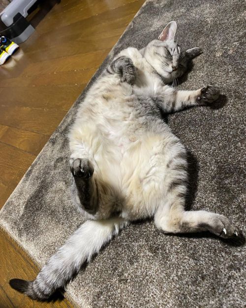 takurd-blog: ララさん、リラックスしすぎてあられもないポーズをとってしまう。 #猫 #猫のいる暮らし #家猫 #家猫ララ #へそ天 #cat www.instagram.c