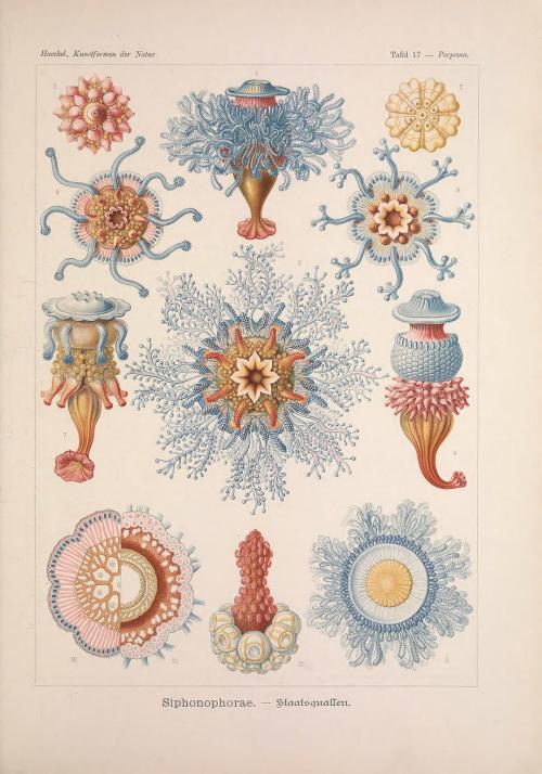 smithsonianlibraries:World Oceans Day gives us the opportunity to share some plates from Kunstformen