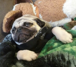 homerjaypug:  livin dat life 