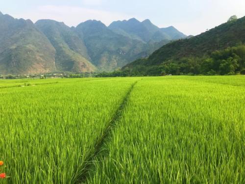 Exploring rice fields in Northern Vietnam. [OC] [4128x3096] - Author: crasyostrich on reddit #nature#travel#landscape#amazing#beautiful