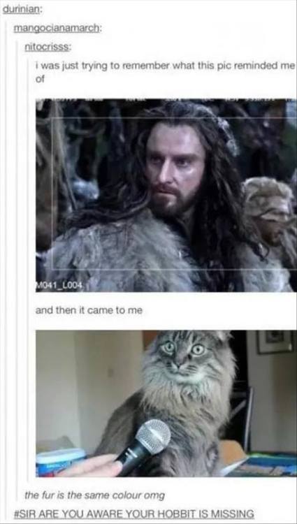 the-moonlight-witch:Middle Earth + tumblr