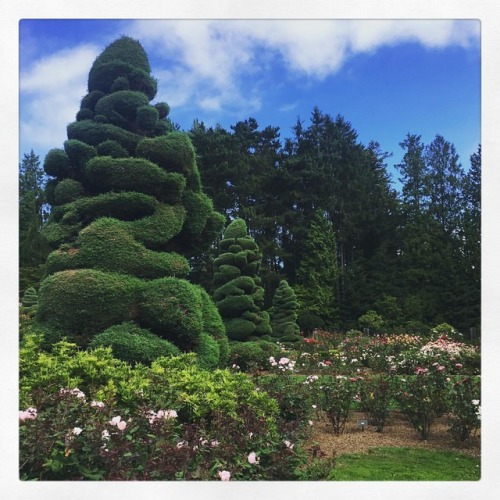 The rose garden always feels like Wonderland. (at Woodland Park Zoo)
