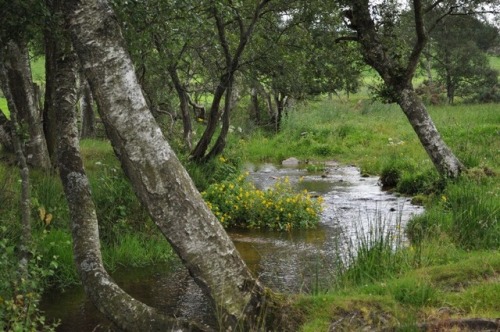 lilyandthemoorland: Scottish stream