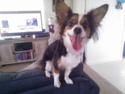 Bella, the Jack Russell/Corgi mix :) We&rsquo;re babysitting her for a few days and she&rsquo;s so sweet!