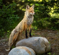 beautiful-wildlife:  Red Fox by Hisham