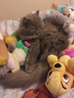 alexinspankingland:  Cuddly things all over my bed. ❤️
