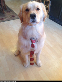 aplacetolovedogs:  Golden Retriever looking pretty snazzy for the first day of his new job at Barker &amp; Barker Jonny_Bloodbeard    Visit our poster store Rover99.com 