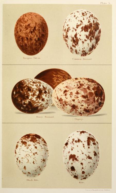 Illustrations taken from ‘Coloured Figures of the Eggs of British Birds’ by Henry Seeboh