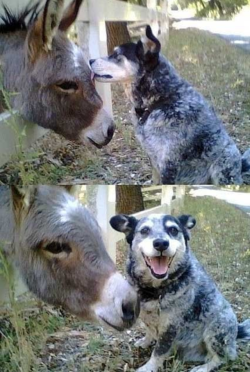 babyanimalgifs:  Dogs will lick other animals that they deem trustworthy and friendly. 