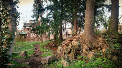 wiebkerost:  Old ash and yew trees in an abandoned park from the 19th centuryThe trees grow atop arranged rocks, underneath is hidden a small cave. The park’s landscape has once been planned carefully and in alignment with prominent buildings, such