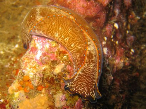 California Aglaja (Navanax inermis)&hellip;a species of headshield slug (Cephalaspidea) which occurs