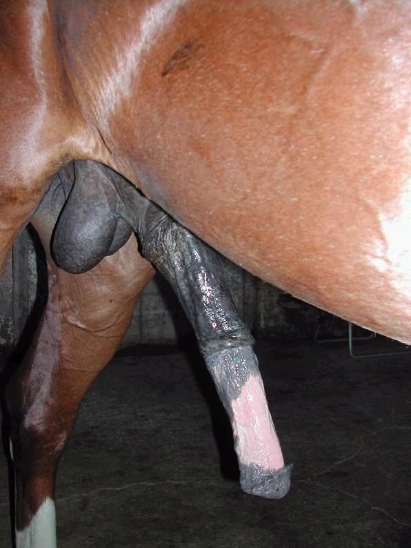 Horse Dick Shemale