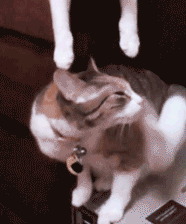 imperfeccionpura:  fabymetal:  awwwwwwwwwwwwwwww *w*                  cosas