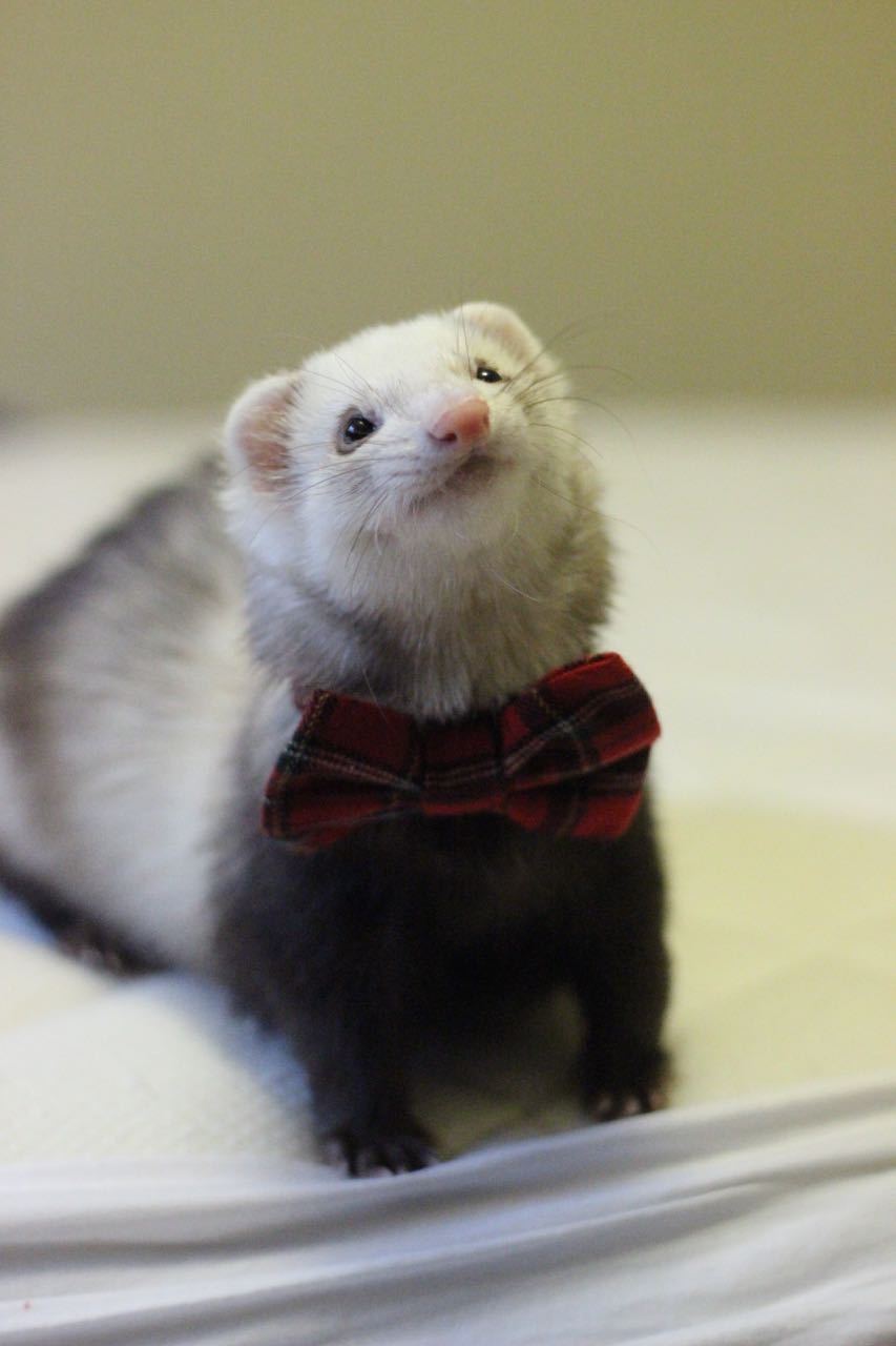 dooktrain:  Alice shows off her dapper side with a little smile :) 
