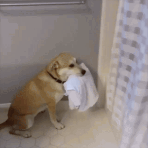 gifsboom:  Video: Guy’s Loyal Dog is Always by His Side