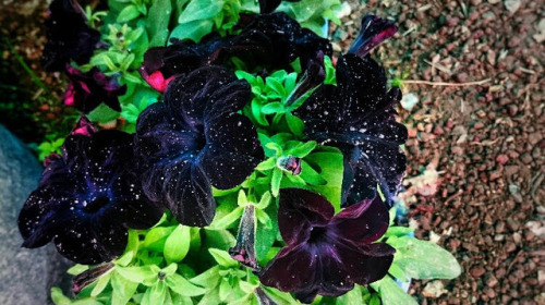 wheneveritfeelsright: epchronicles: @sixpenceee Night Sky Petunias Spring 2017 I want a whole yard