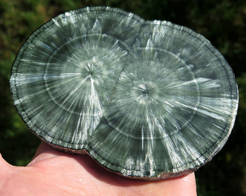 ghminerals: 5.25 inch Twin Seraphinite (Clinochlore) stalactite polished slice, Irkutskaya Oblast, E