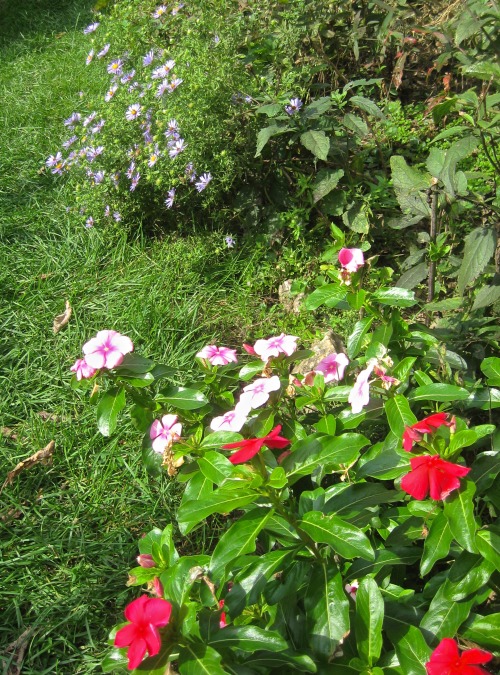 Geranium, vinca minor, nasturtiums, alyssum, New England asters, boltonia, petunias, and zinnia. Bloom, bloom, bloom!