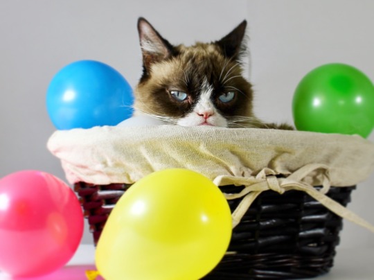 realgrumpycat:  Happy 7th Birthday Grumpy Cat!