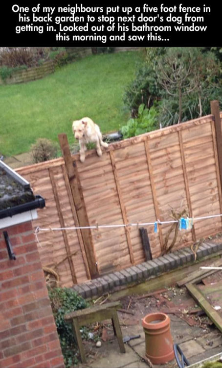 srsfunny:  That Is One Determined Doghttp://srsfunny.tumblr.com/ 