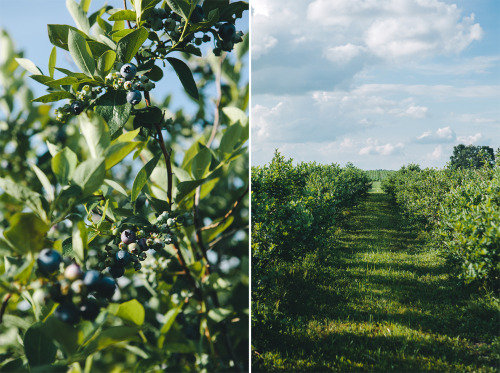 evanperigo:  Blueberry picking with Emily