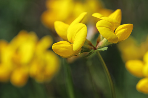 Lotus corniculatus (common bird&rsquo;s-foot trefoil/käringtand).