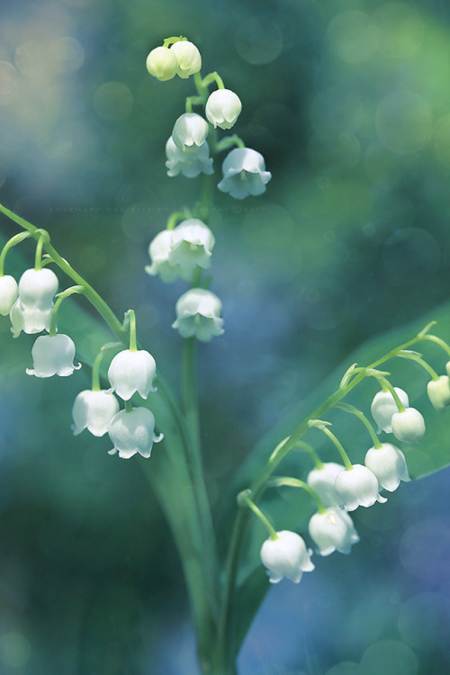rosemarydanielis:Perfume is an intense form of memory. One hint of Lily of the Valley’s heady scent 