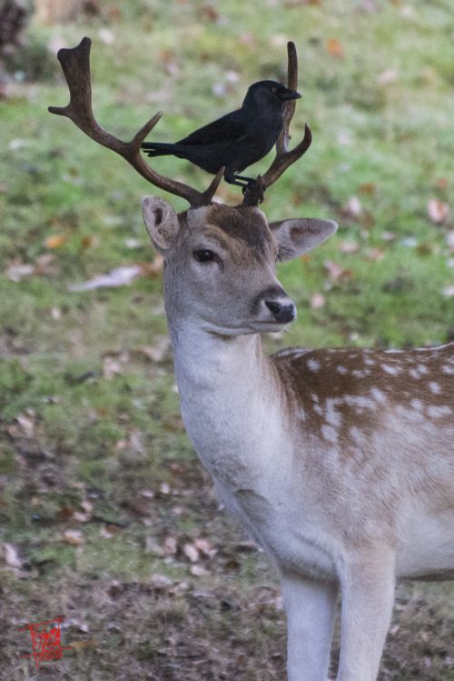 pokedeer:ghostmallows:wulf-birding:Friends or not?pokedeerThe best of friends ovo Precious babs <