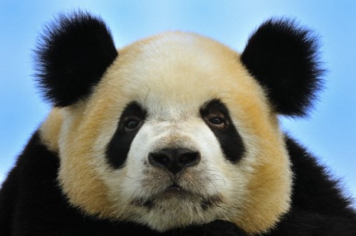 loveforallbears:Photo by Thomas Marent.