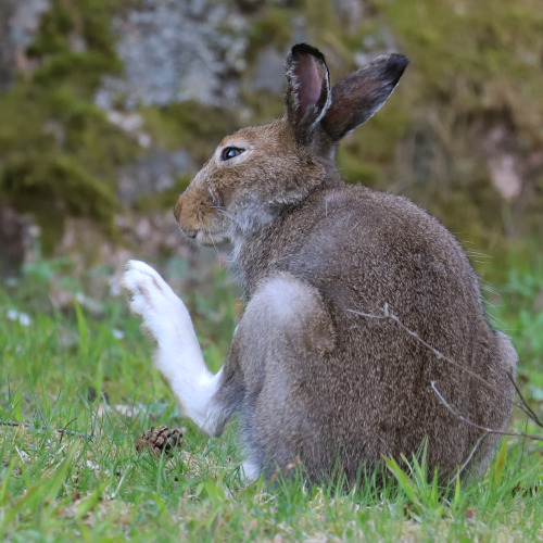 koobaxion:michaelnordeman: The Mountain hare/skogshare reminds you of the importance to wash your fe