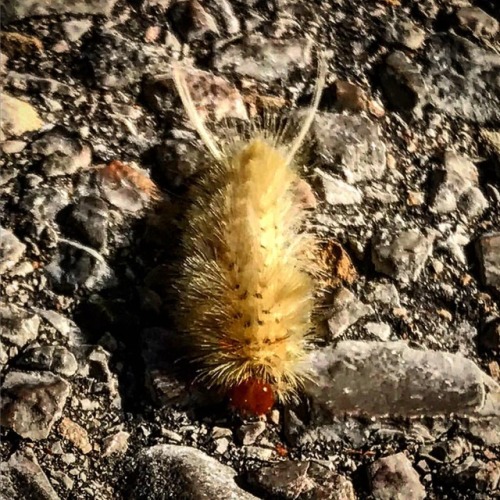Day 294. #bedford365 #bedfords365 #caterpillar #hairy #hairycaterpillar #asphalt #morningwalk #hairh