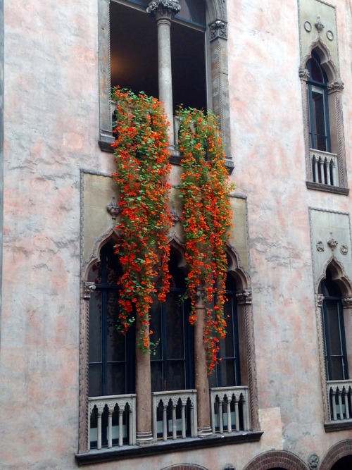 4.12.16 - Look at these absolutely ridiculous nasturtium vines! This species is Tropaeolum majus, wh